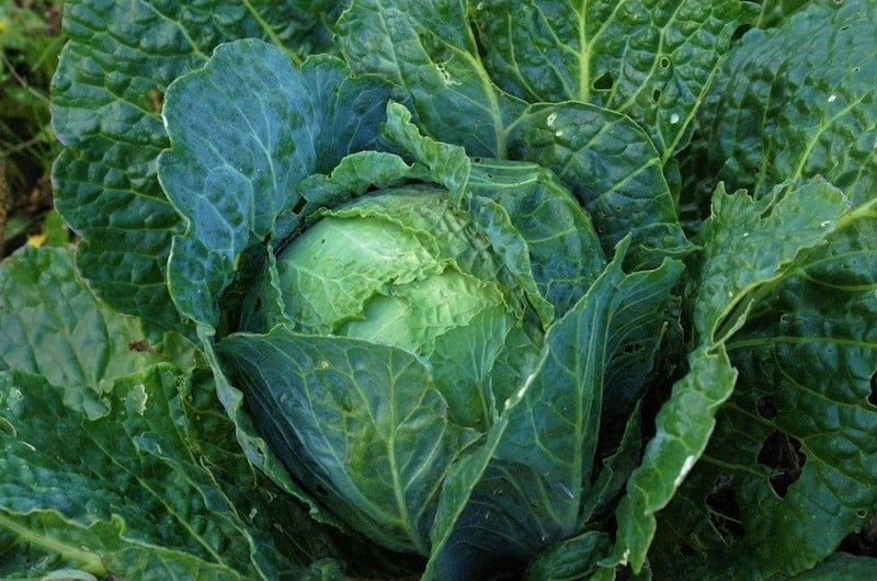Whole30 cabbage