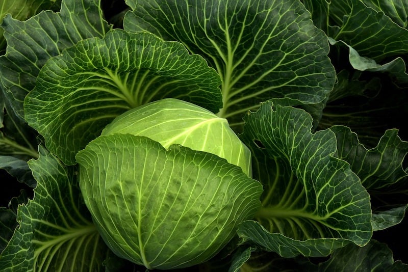 keto-cabbage-recipes